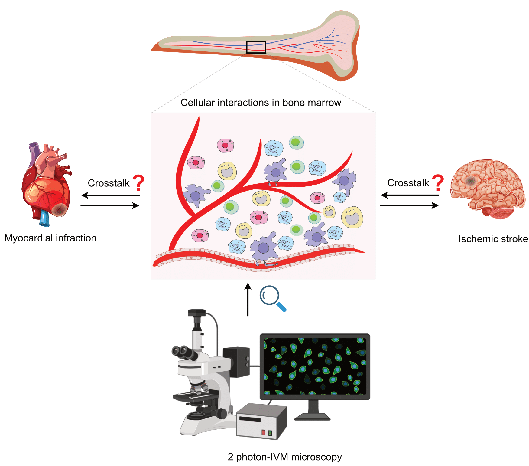The cartoon shows a schematic bone on the top with a zoom-in displaying various cells within the bone marrow and in close contact with the vasculature. On the left-hand side of this zoom-in a heart is depicted, which is labeled with myocardial infarction, next to a double-headed arrow and “crosstalk ?”. On the right-hand side of the zoom-in another double-headed arrow and “crosstalk ?” leads to a brain with a grey dot on it, which is labeled as ischemic stroke. On the bottom of the figure a schematic microscope is shown that is labeled 2-photon intravital microscopy.